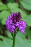 Anacamptis pyramidalis