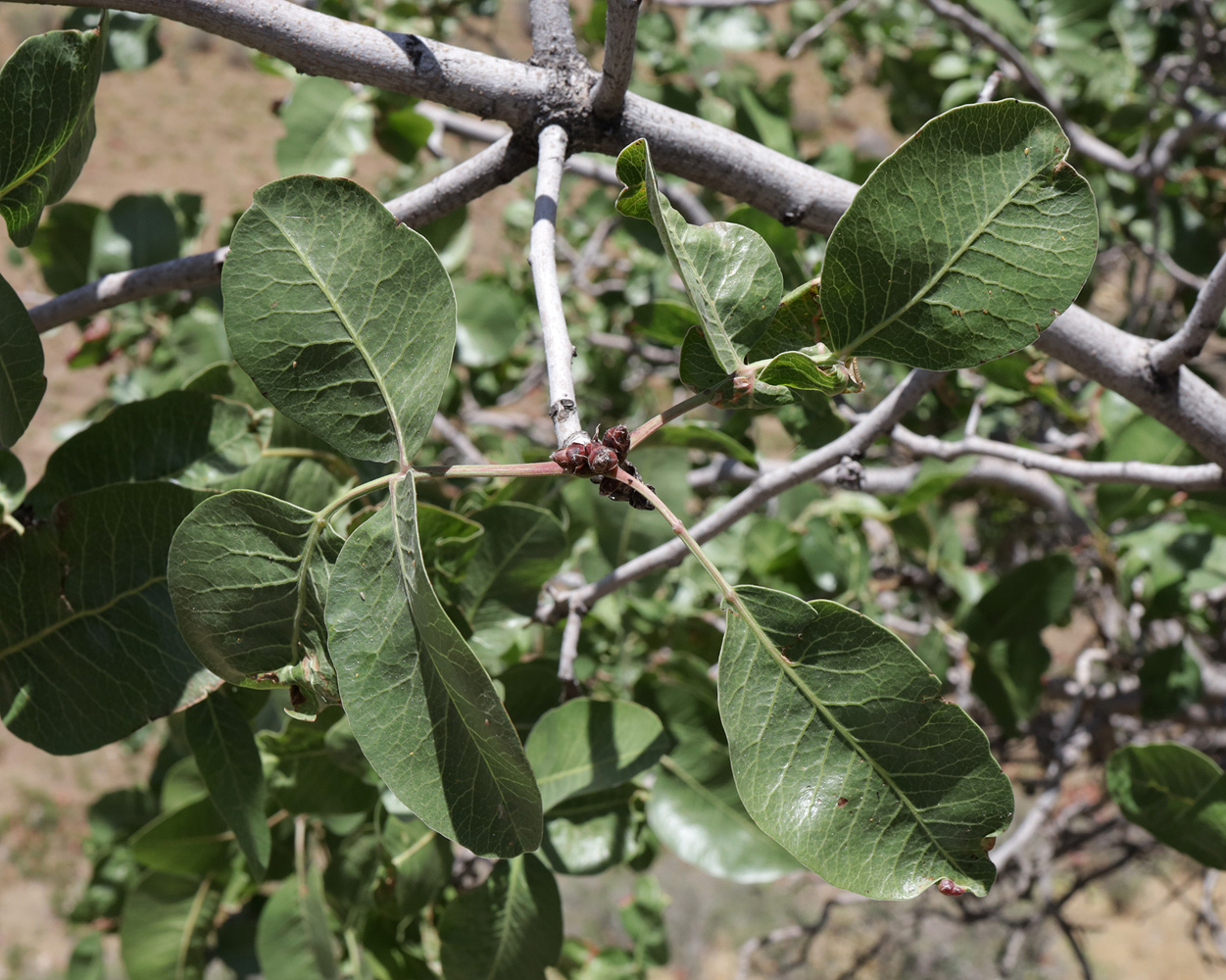 Image of Pistacia vera specimen.