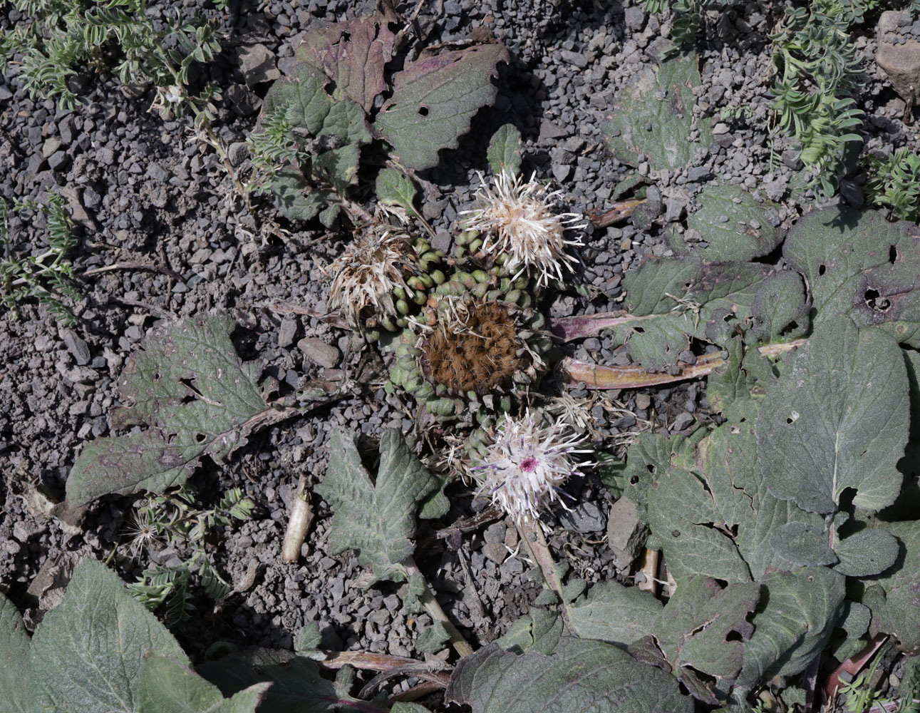 Image of Jurinella moschus specimen.