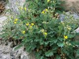 Potentilla orientalis