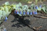 Mertensia maritima