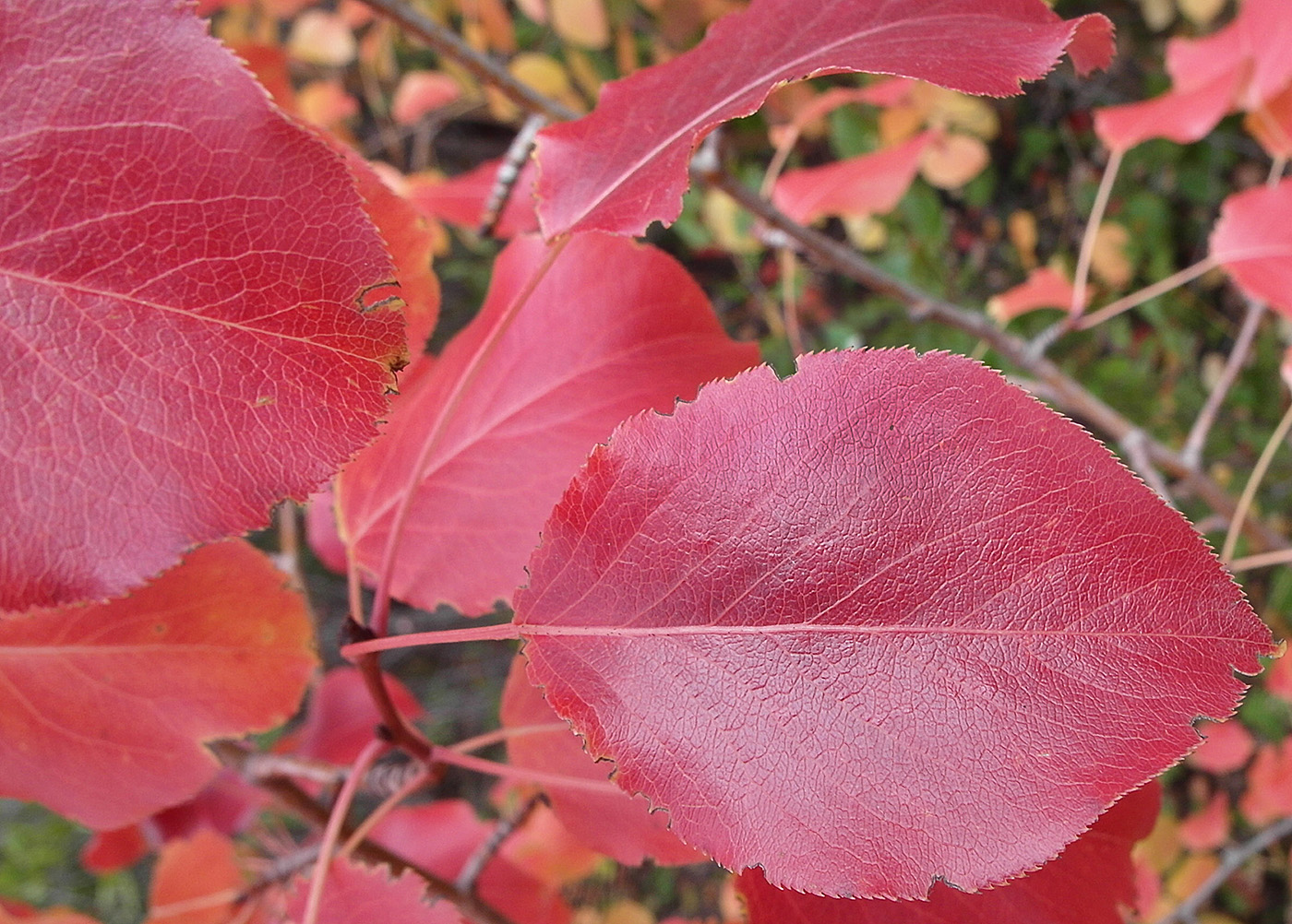 Image of Pyrus communis specimen.