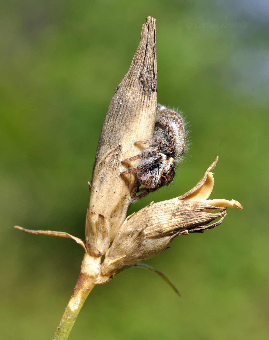 Image of Dianthus chinensis specimen.