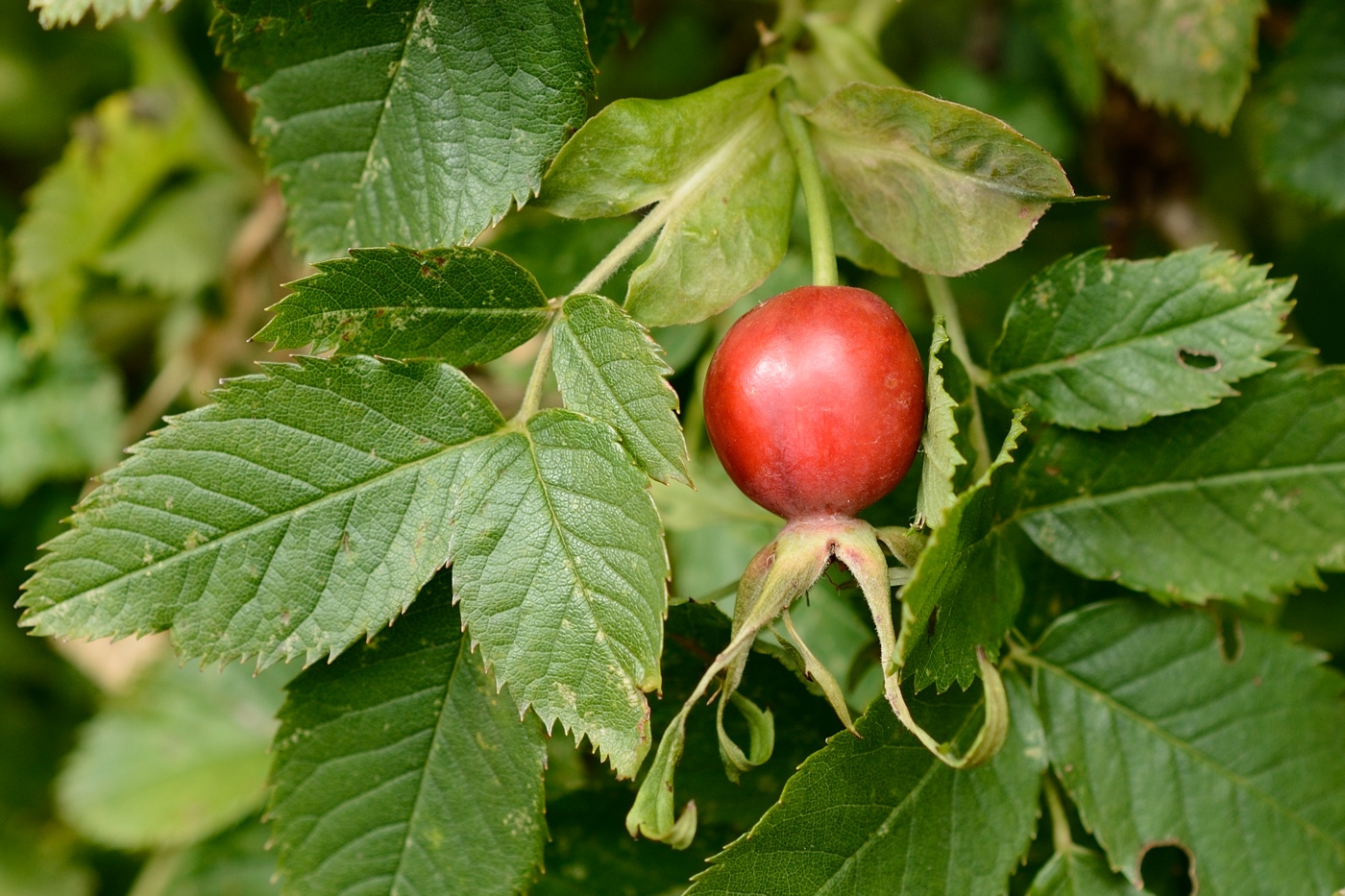 Image of genus Rosa specimen.