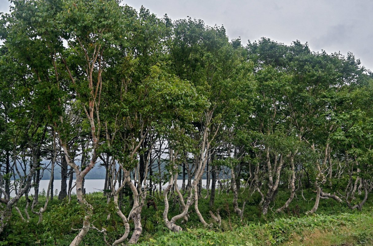 Image of Betula ermanii specimen.
