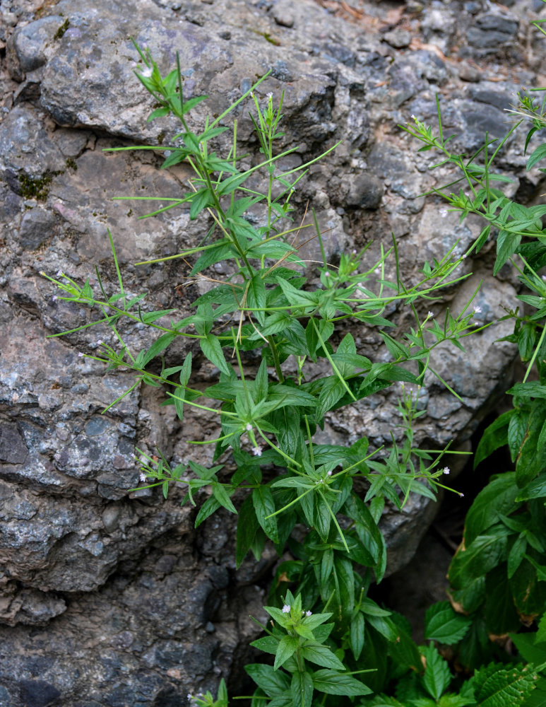 Image of genus Epilobium specimen.