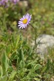 Aster alpinus