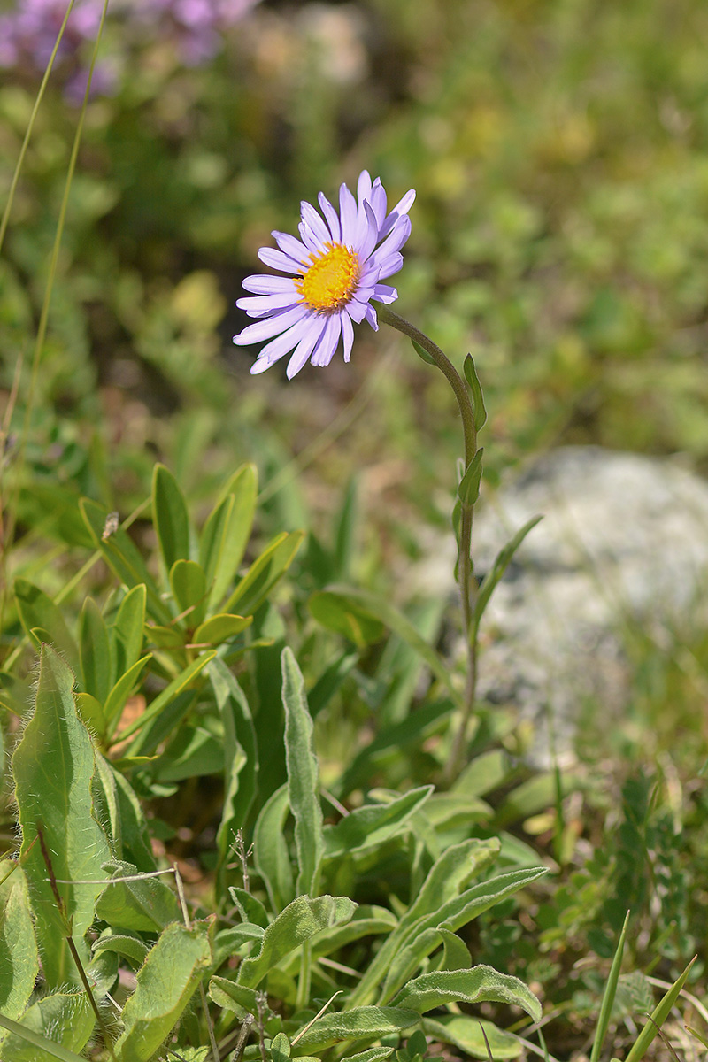 Изображение особи Aster alpinus.