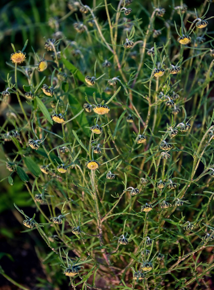 Изображение особи Artemisia samoiedorum.