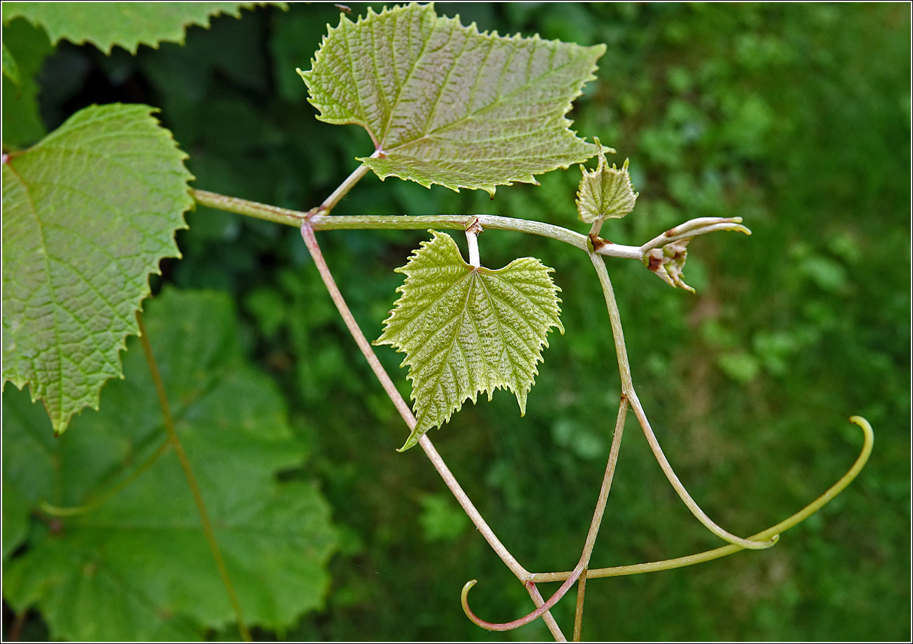 Изображение особи Vitis vinifera.