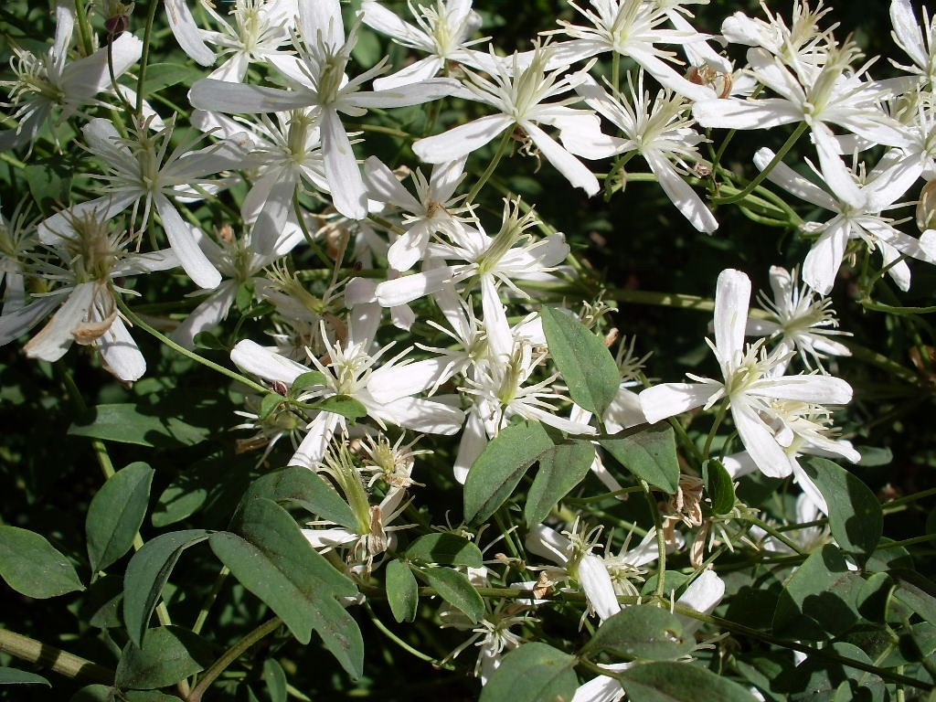 Image of Clematis lathyrifolia specimen.