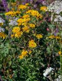 Inula aspera