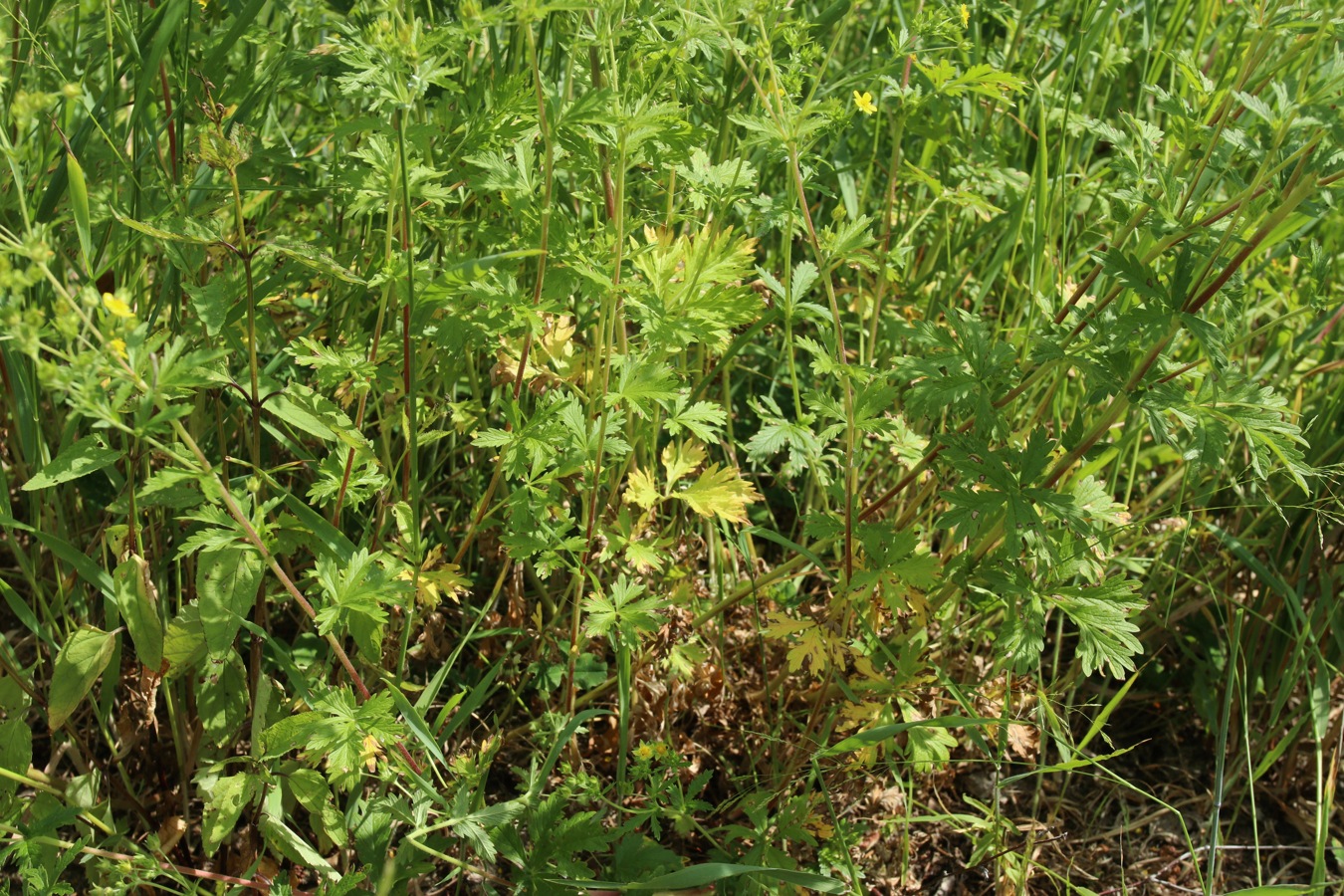 Image of Potentilla intermedia specimen.