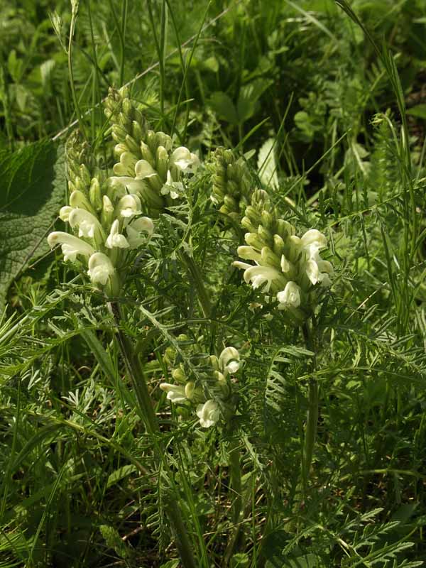 Image of Pedicularis uralensis specimen.