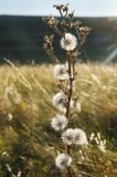 Picris hieracioides. Верхушка плодоносящего побега. Оренбургская обл., Беляевский р-н, Донской сельсовет, Долгие Горы, степной склон. 4 сентября 2023 г.