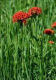 Lychnis chalcedonica