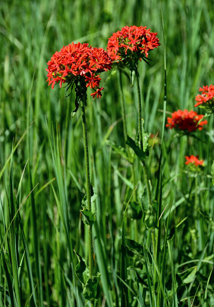 Изображение особи Lychnis chalcedonica.
