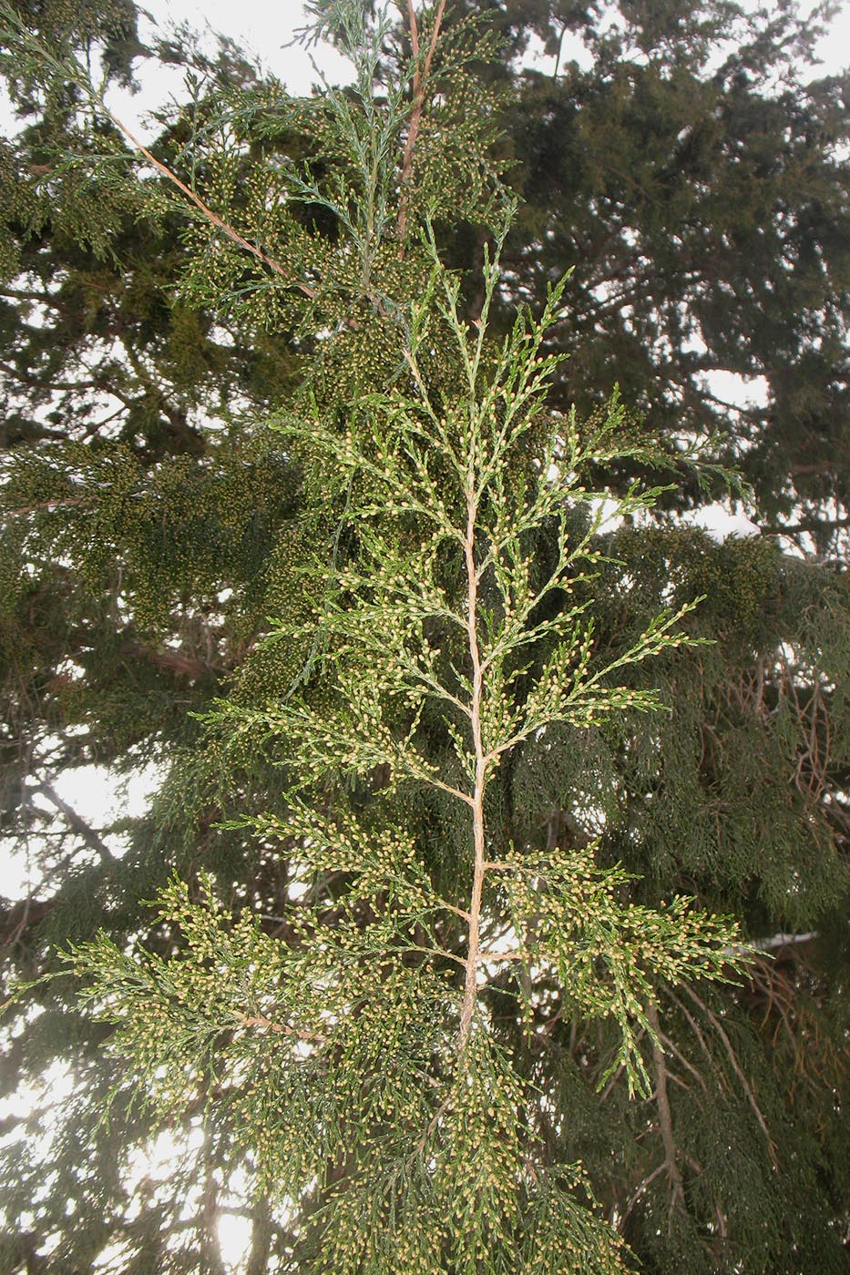 Image of Chamaecyparis pisifera specimen.