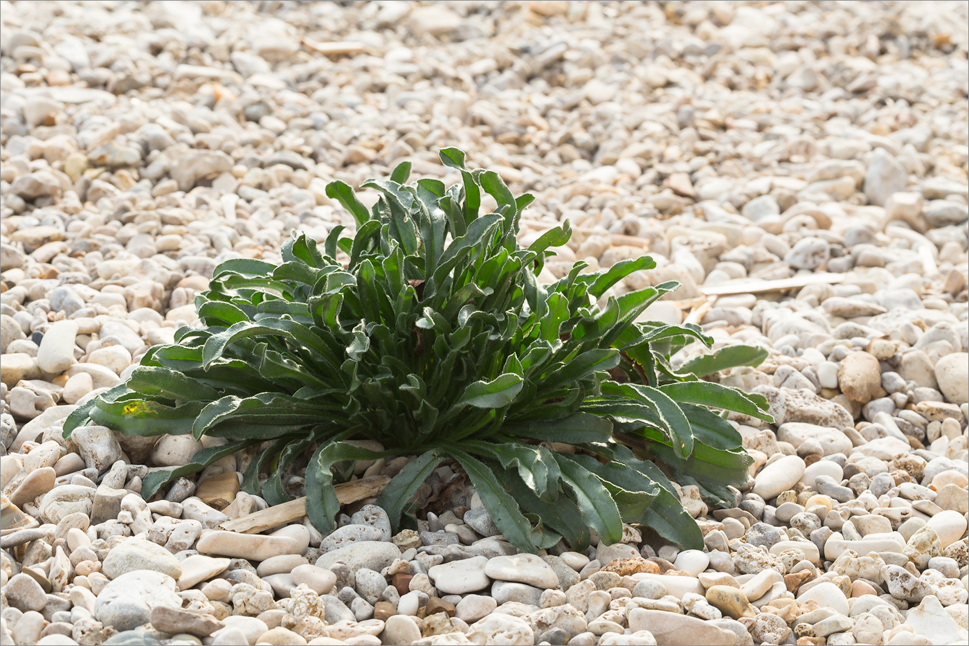 Изображение особи Echium vulgare.