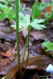 Ranunculus propinquus. Прикорневой лист. Свердловская обл., окр. г. Среднеуральск, дер. Коптяки, просека в смешанном лесу. 13.06.2010.