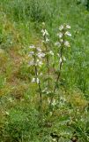 Phlomoides labiosa