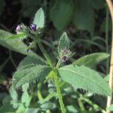 Asperugo procumbens. Верхушка цветущего побега. Ульяновск, Заволжский р-н, неухоженный газон. 26.05.2024.