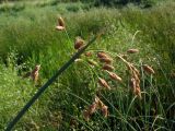 род Schoenoplectus