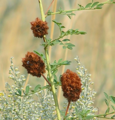 Изображение особи Glycyrrhiza echinata.