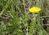 род Taraxacum. Соцветие и листья. Казахстан, г. Астана, Алматинский р-н, просп. Б. Момышулы, газон у Дворца школьников, сорное. 26.04.2024.
