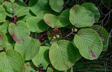 Viburnum furcatum. Верхушка ветви с соплодиями. Сахалин, г. Южно-Сахалинск, горнолыжный комплекс \"Горный воздух\", опушка смешанного леса. 25.08.2023.