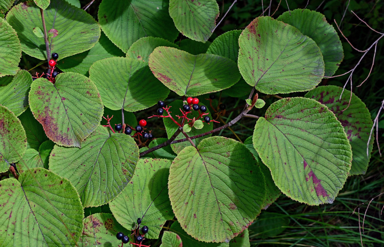 Image of Viburnum furcatum specimen.