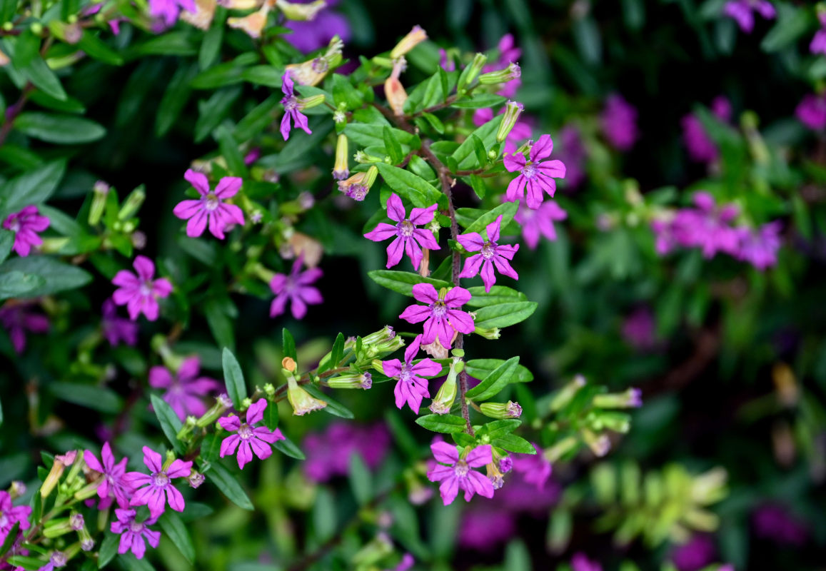 Image of Cuphea hyssopifolia specimen.