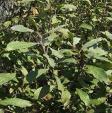 Salix &times; puberula