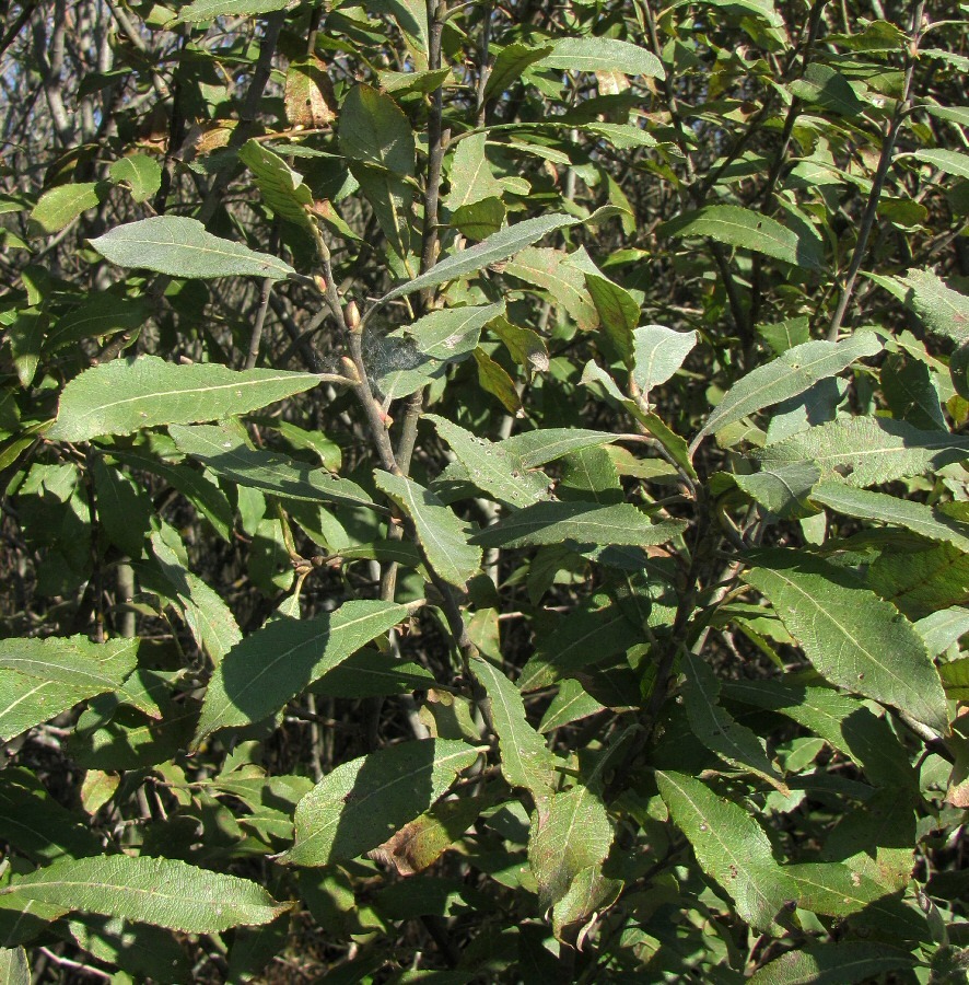 Image of Salix × puberula specimen.