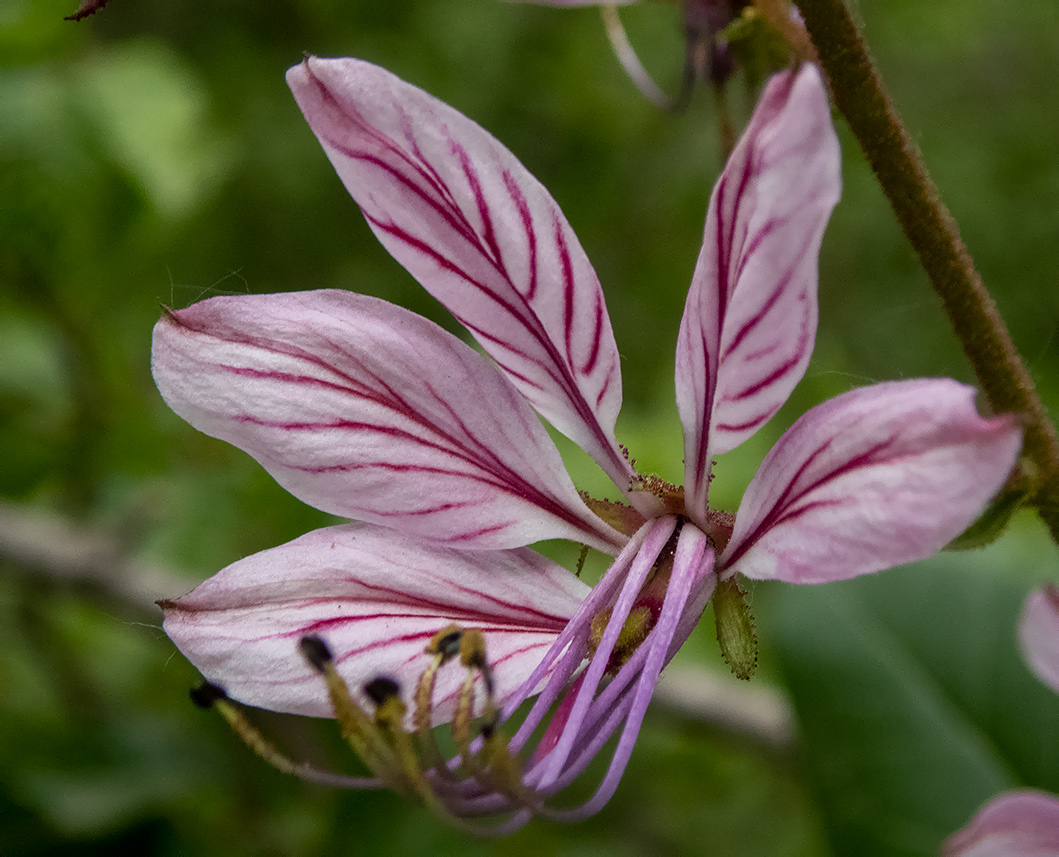 Изображение особи Dictamnus gymnostylis.