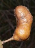 Image of taxon representative. Author is Тулкин Тиллаев