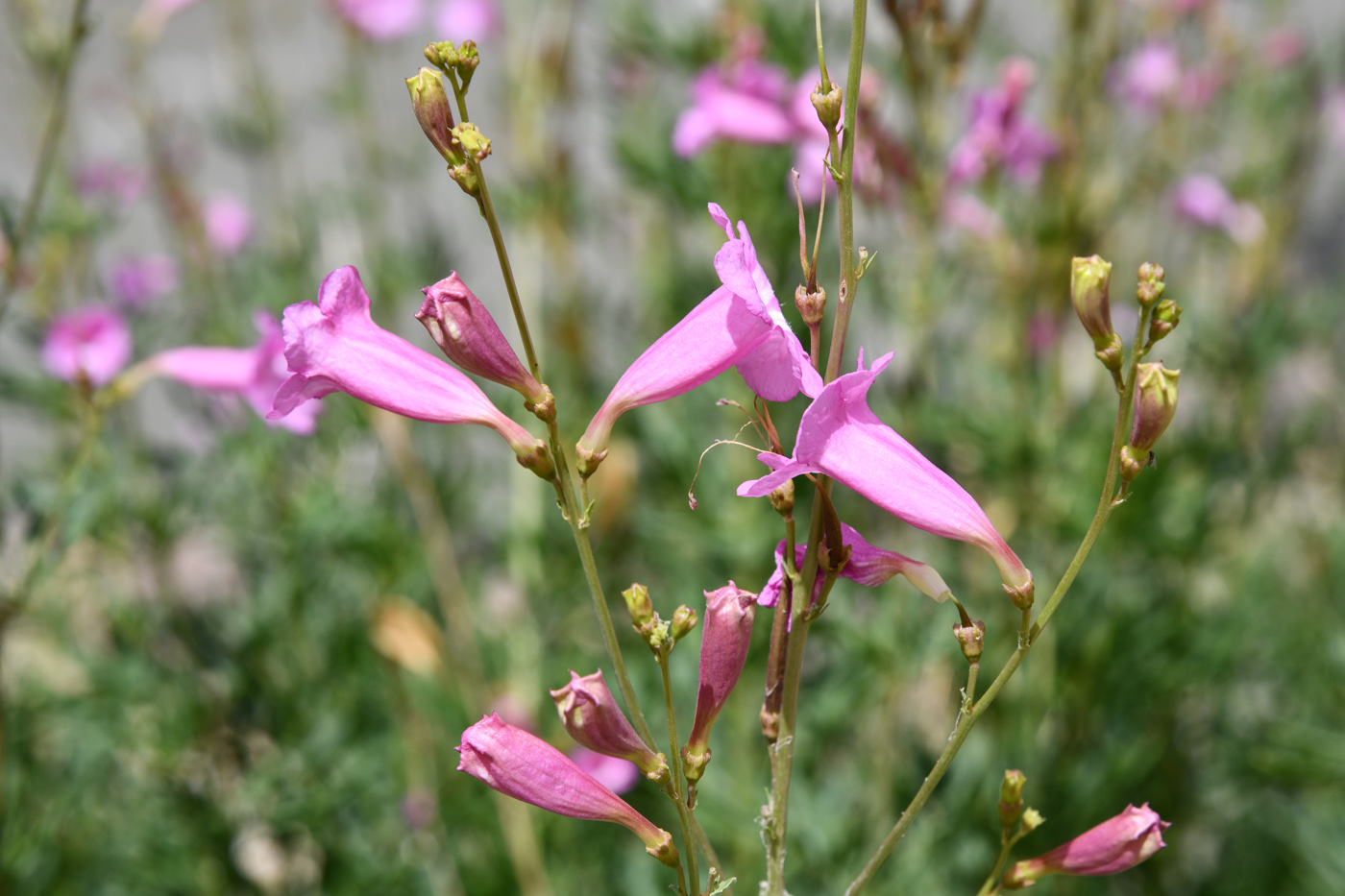 Изображение особи Incarvillea olgae.