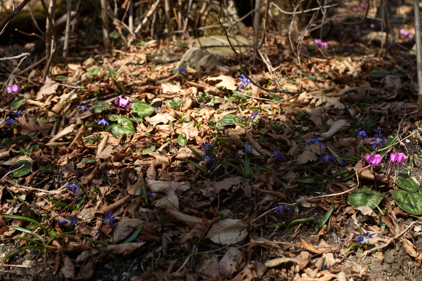Image of Scilla siberica specimen.