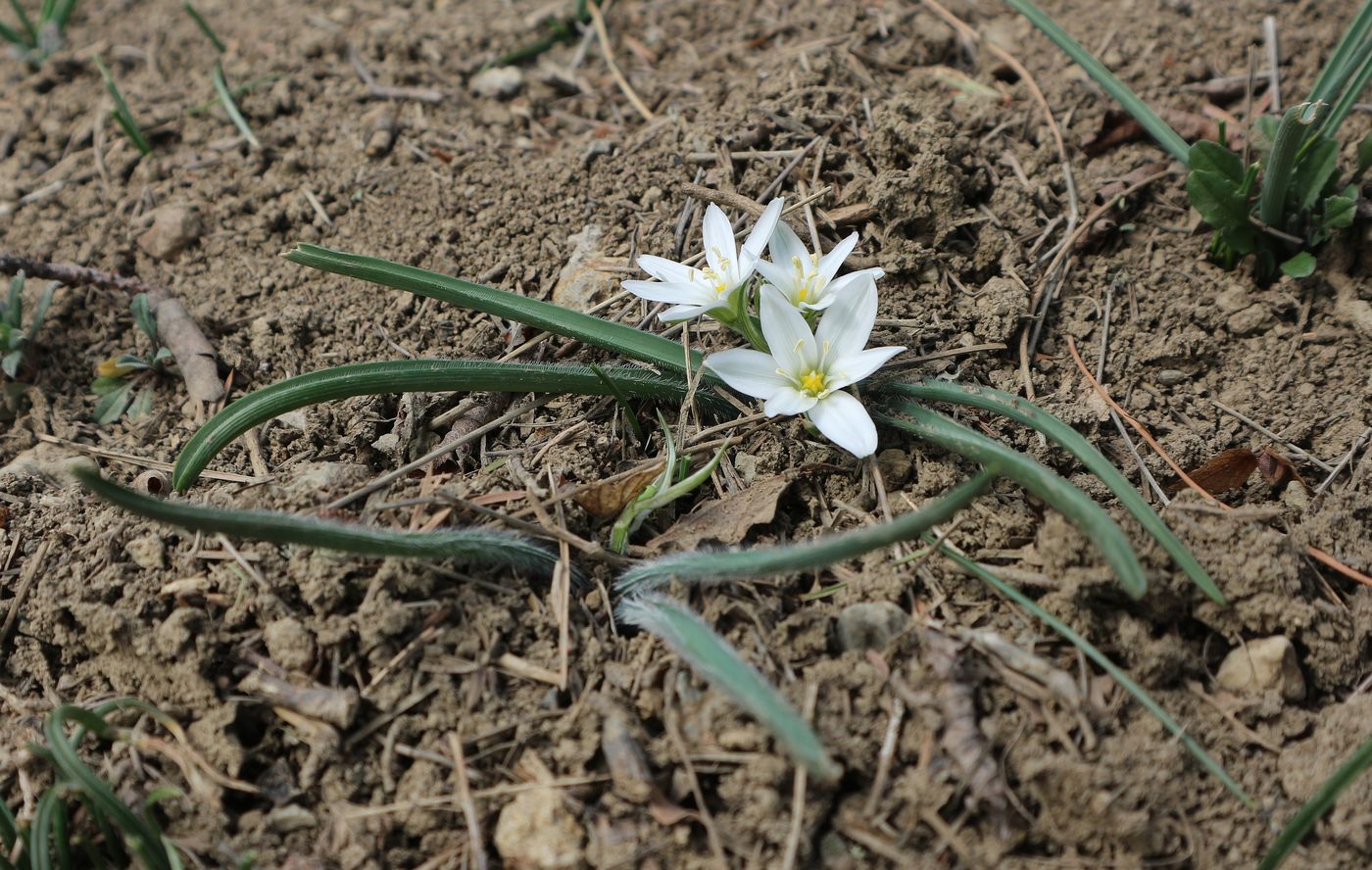 Изображение особи Ornithogalum fimbriatum.