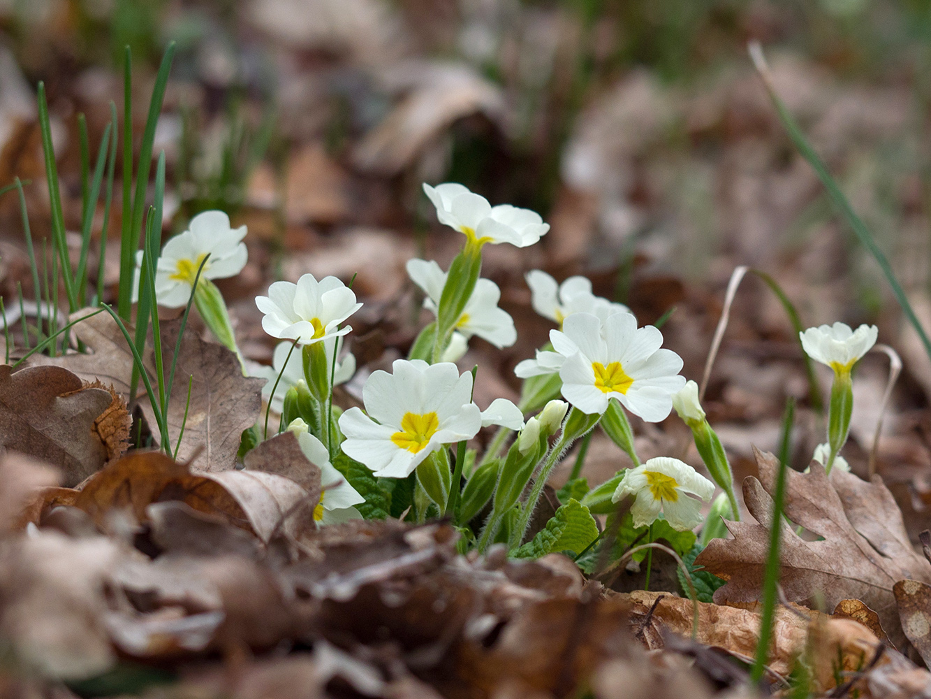 Image of Primula vulgaris specimen.