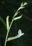 Astragalus angreni