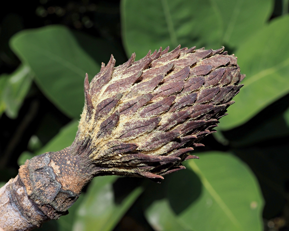 Изображение особи Magnolia delavayi.