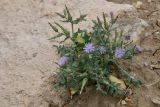Lactuca undulata. Цветущее растение. Таджикистан, Хатлонская обл., Кабодиёнский р-н, хр. Аруктау, окр. пер. Дандан-Чикан, переполненные окаменевшими раковинами и гипсом пестроцветы. 18 апреля 2025 г.