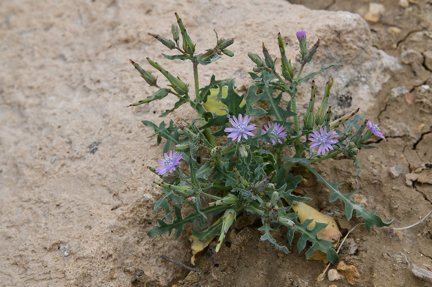 Image of Lactuca undulata specimen.