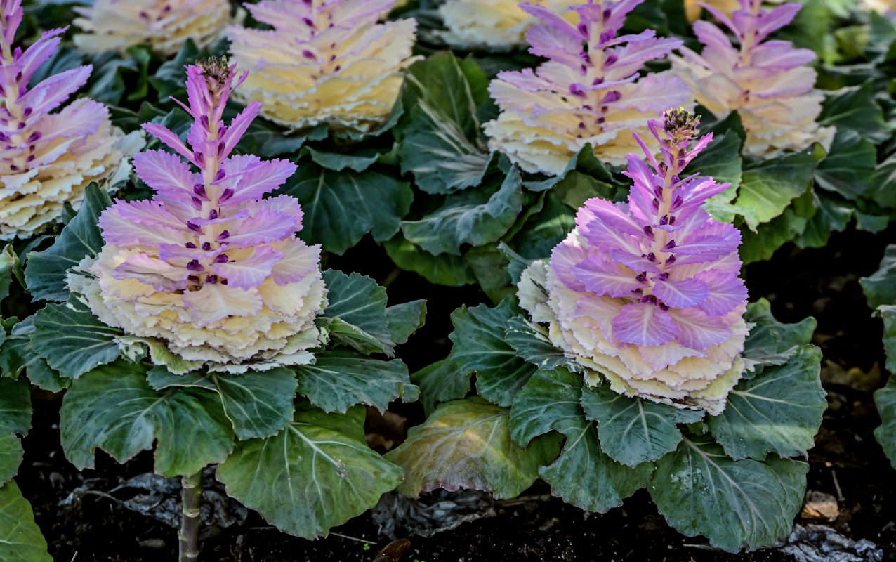 Image of Brassica oleracea var. viridis specimen.