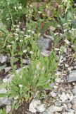 Erigeron pseuderigeron