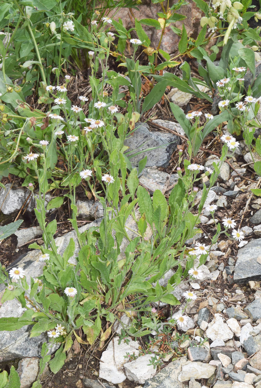 Image of Erigeron pseuderigeron specimen.