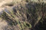 Artemisia monosperma. Отплодоносившее растение. Израиль, г. Ашдод, дюнные пески. 01.03.2011.