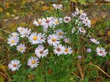 Symphyotrichum &times; salignum