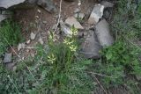 genus Astragalus